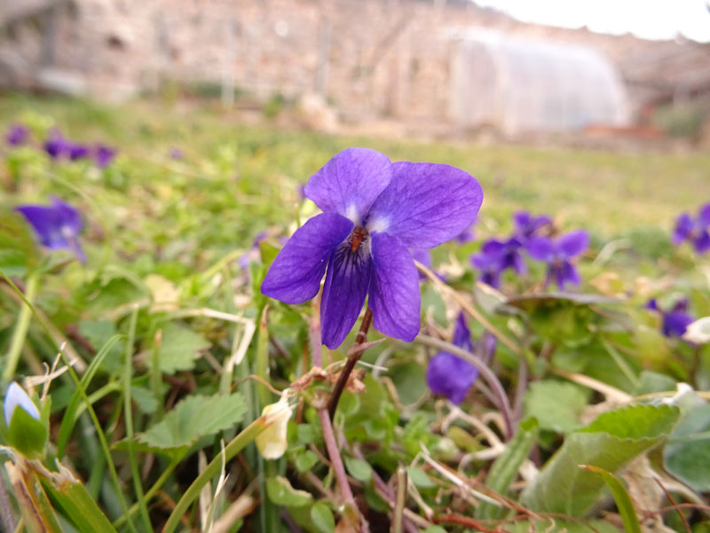 Viola odorata - Violaceae